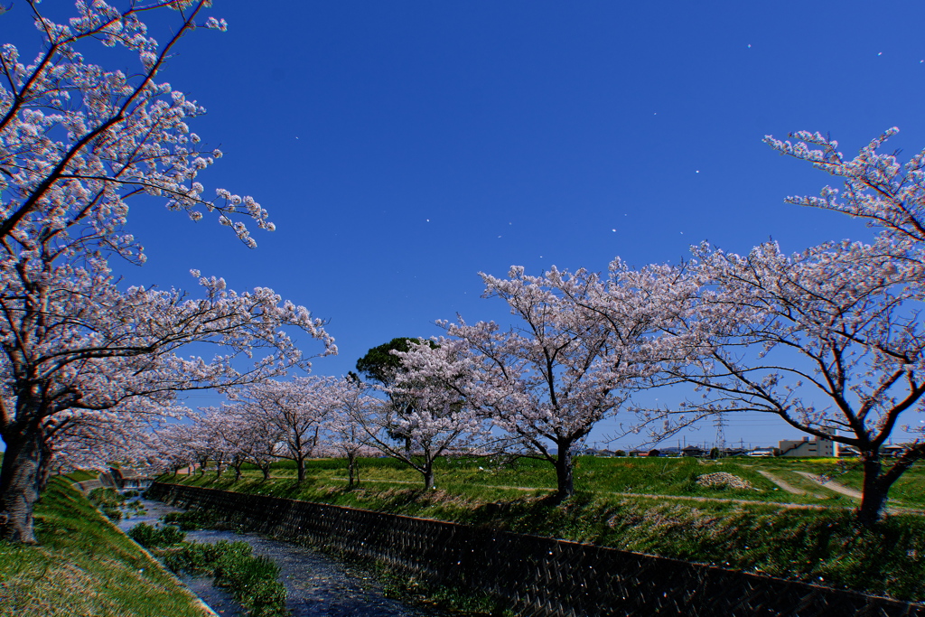 曇川緑道公園桜並木２
