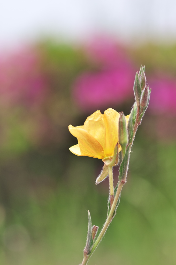 路傍に咲く野草花（マツヨイグサ）