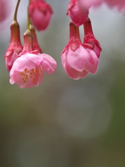 神社に咲いた早咲きのサクラ１