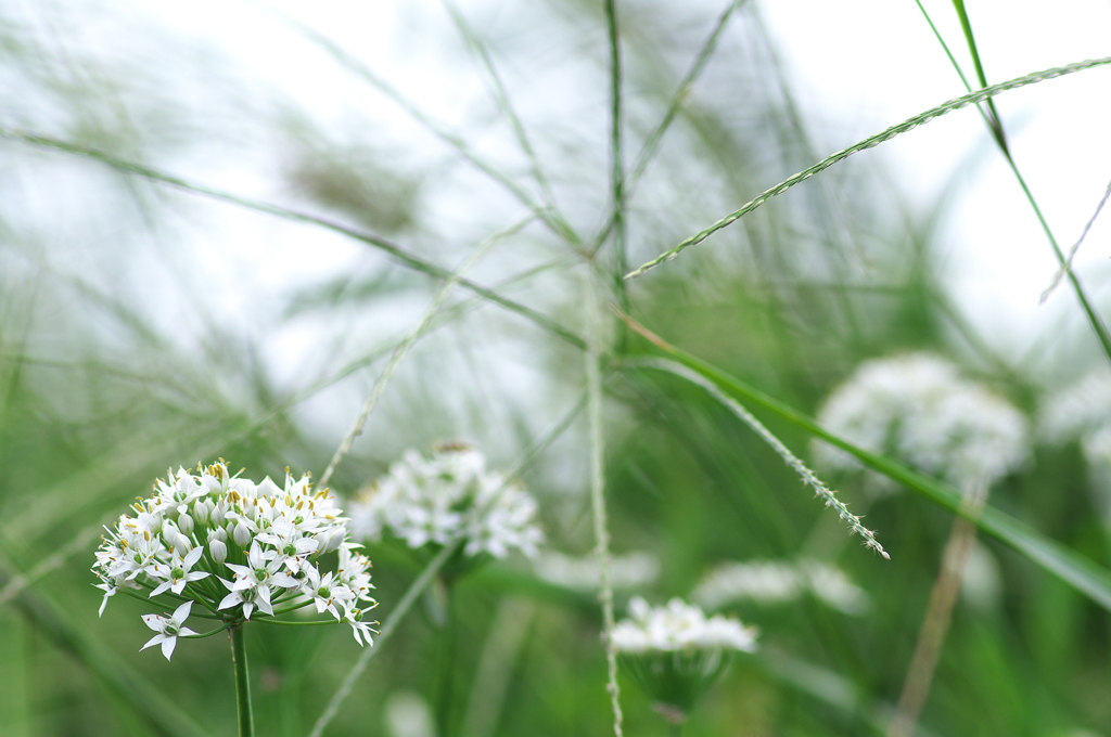 芹（セリ）の花