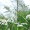 芹（セリ）の花