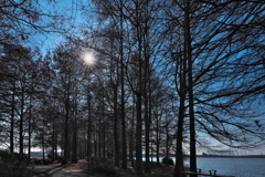 仲冬の天満大池公園にて２