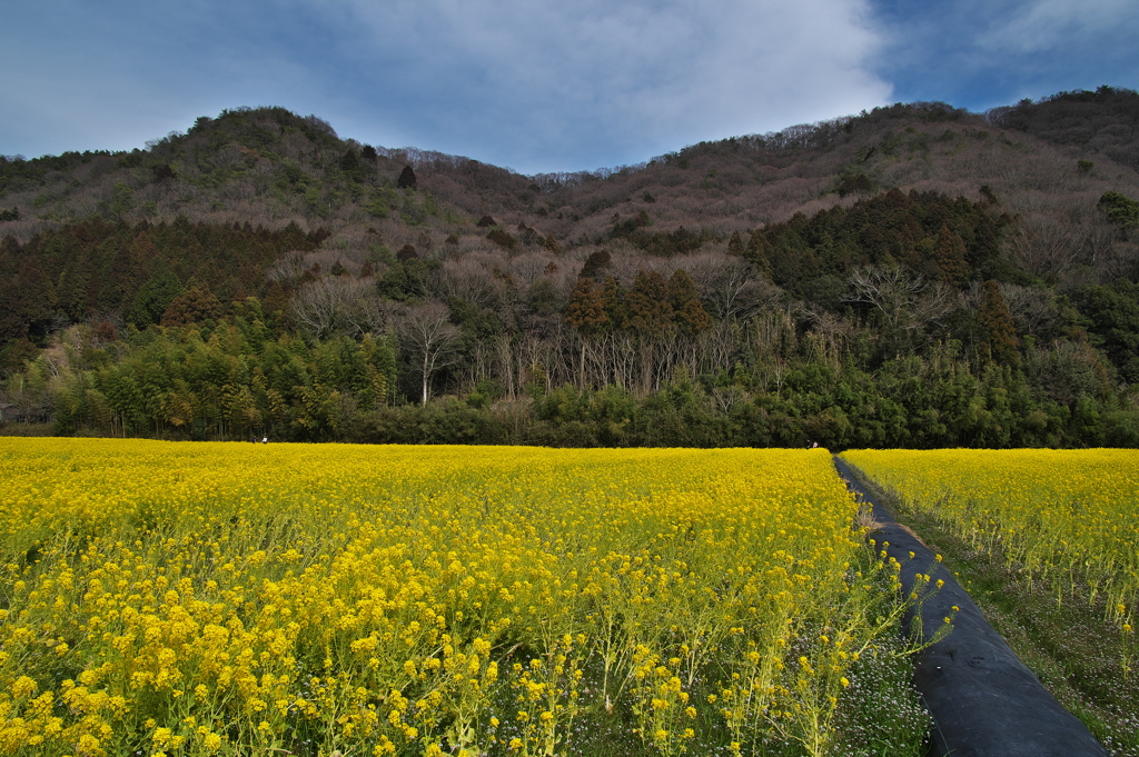 山裾の菜の花畑