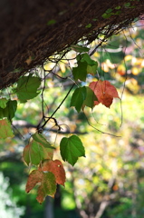 須磨離宮公園で見つけた秋の深まり３（ツタ）
