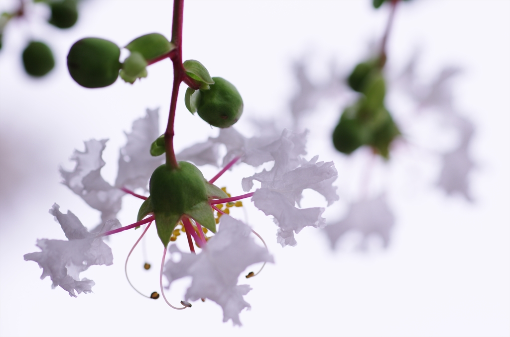 白花の百日紅（サルスベリ）