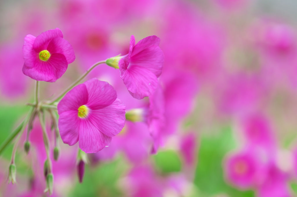 深まりゆく秋（ハナカタバミ）