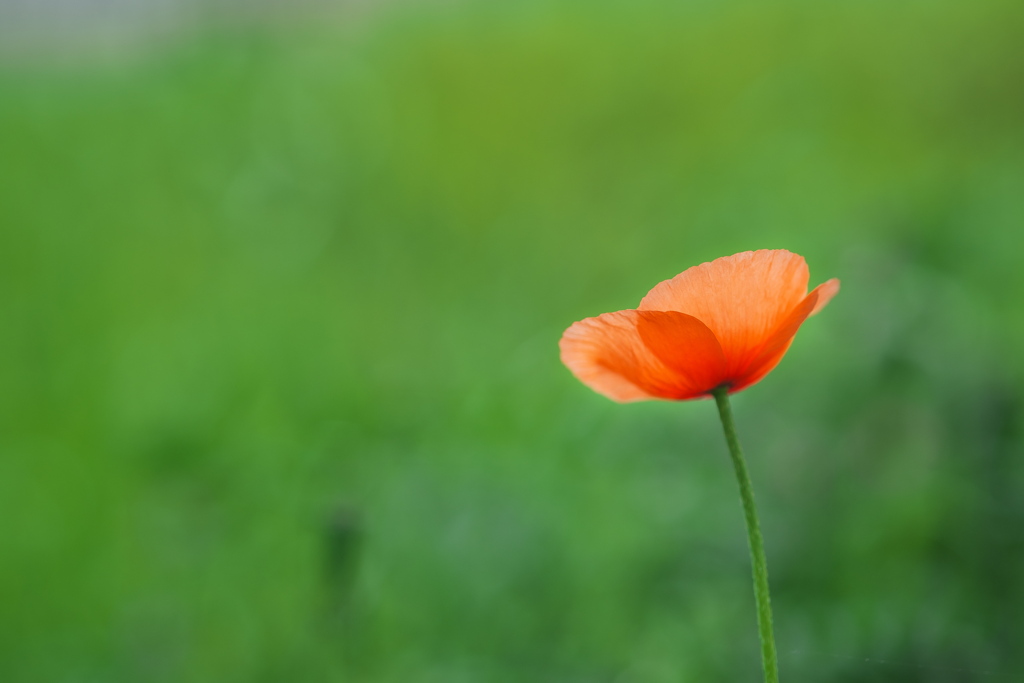 道端に咲く野草花（ナガミヒナゲシ）