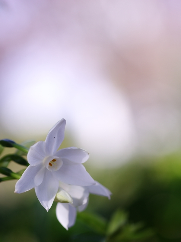 冬の花４（ペーパーホワイト２）