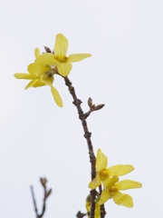 連翹（レンギョウ）