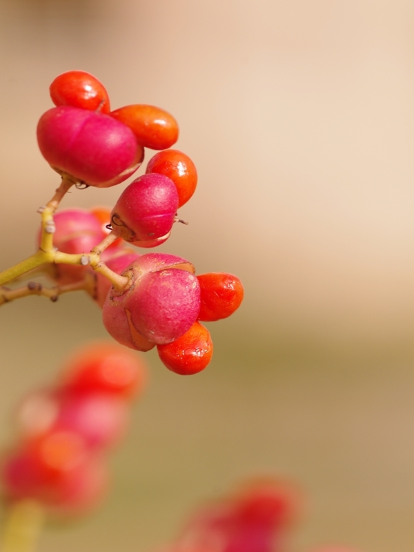 赤い木の実２
