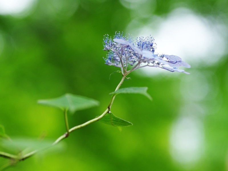 紫陽花は雨が似合う１６