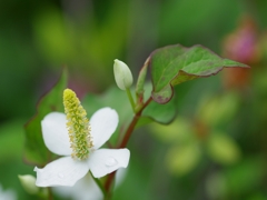 夏の花１（ドクダミ）
