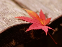 森林植物園の紅葉３