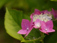 紫陽花（アジサイ）８