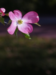 花水木（ハナミズキ）５