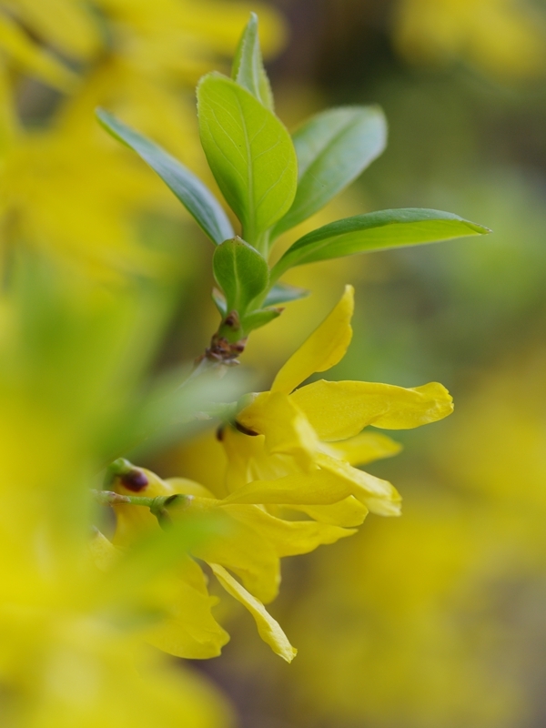 連翹（レンギョウ）