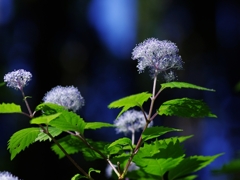 川上村のコアジサイ４