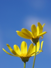 冬の花６（マーガレットコスモス２）