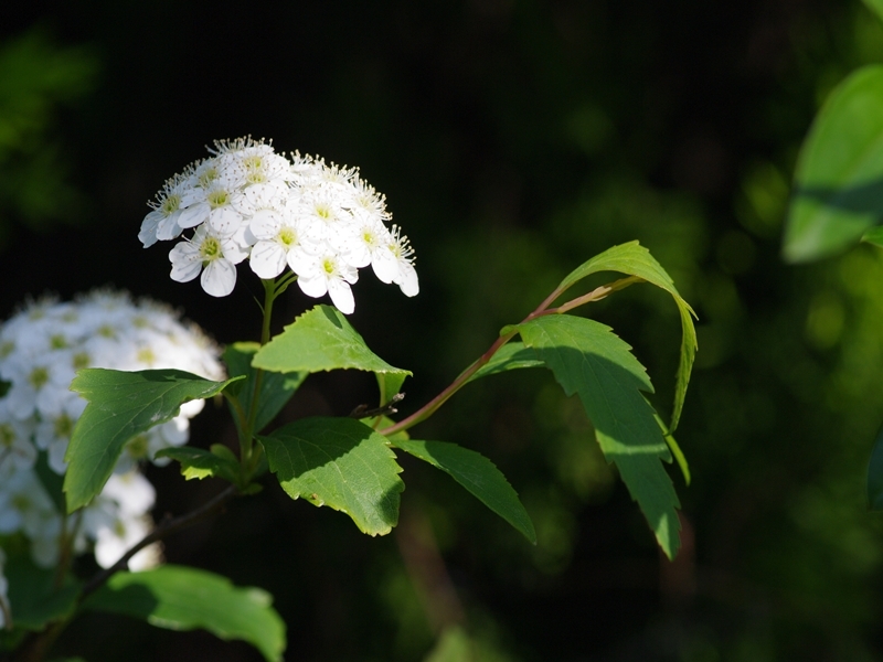 会津下野（アイヅシモツケ）