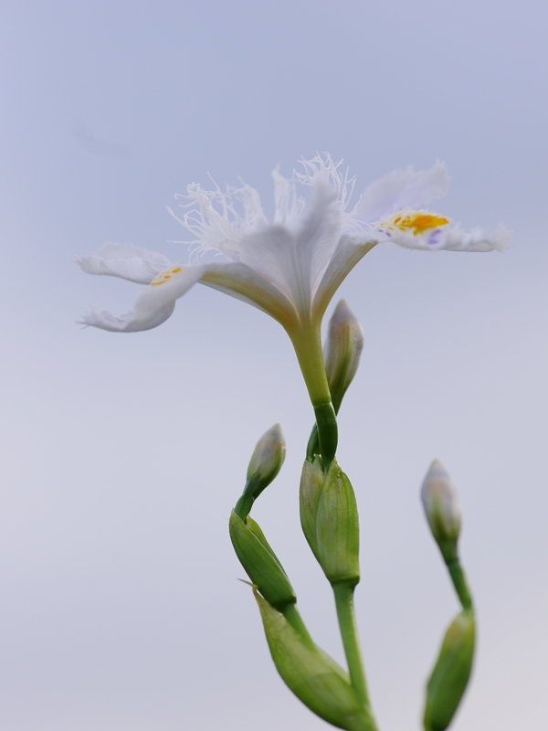 春を告げる花々１８（射干）