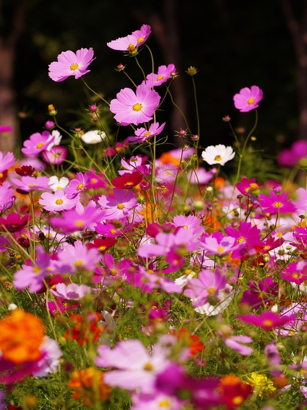 秋桜（コスモス）３