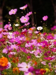 秋桜（コスモス）３