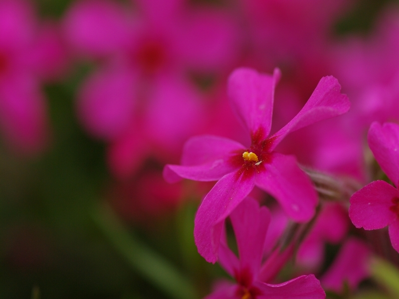 芝桜（シバザクラ）