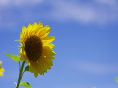 夏の花１８「向日葵（ひまわり）」