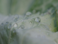 葉牡丹（ハボタン）