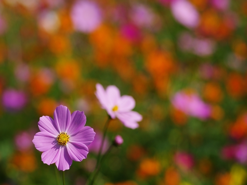 秋桜（コスモス）２