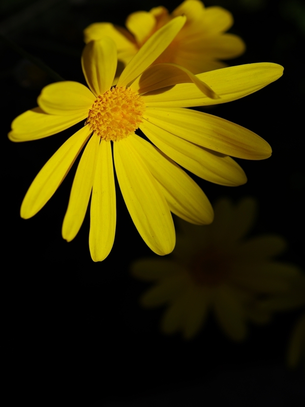 冬の花１０（マーガレットコスモス３）