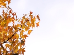 近所の紅葉（カエデ）２