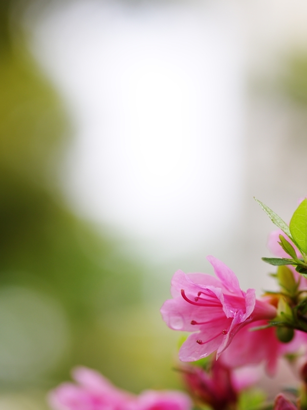 春を告げる花々２４（皐躑躅）