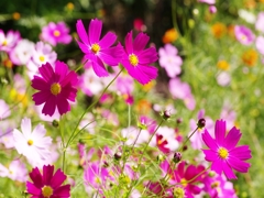 秋桜（コスモス）４