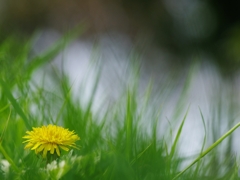 春を告げる花々１３（タンポポ）