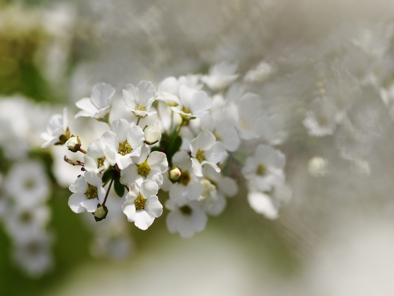 春を告げる花々６（雪柳）