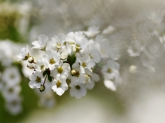 春を告げる花々６（雪柳）