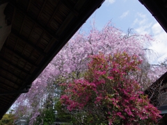 京都お寺の風景３