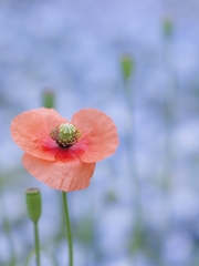 長実雛芥子背景色々１