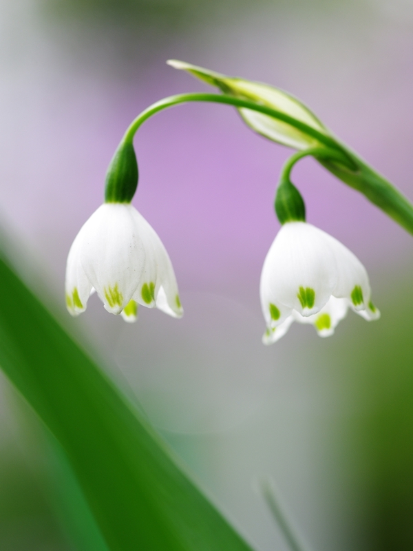 春を告げる花々２２（スノーフレーク）