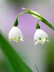 春を告げる花々２２（スノーフレーク）