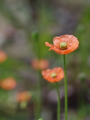 長実雛芥子（ナガミヒナゲシ）２