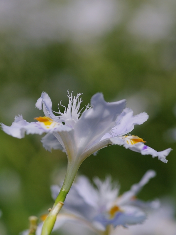 射干（シャガ）