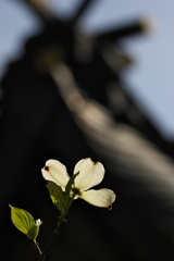 神社の花水木（ハナミズキ）１