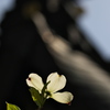 神社の花水木（ハナミズキ）１