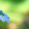 額紫陽花（ガクアジサイ）