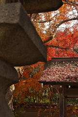住吉神社の紅葉（モミジ）４
