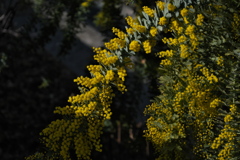 街角に咲くミモザ１