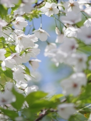 春来る１８（大島桜）