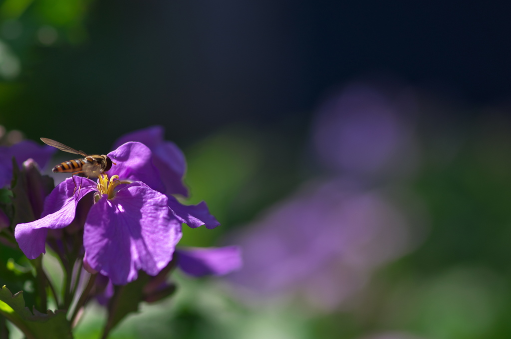 神社の紫花菜（ムラサキハナナ）